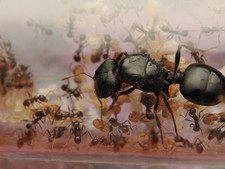 PHEIDOLE RHEA Queen Ant Colony HEATHLY WITH 40 WORKER DISPLAY picture