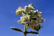 Calotropis gigantea White, Giant Milkweed, Crown Flower - 5 Sementes picture