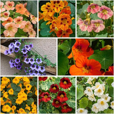 300 Mixed Nasturtium Seeds for Planting - Heirloom Non-Gmo Edible Flower Seeds picture