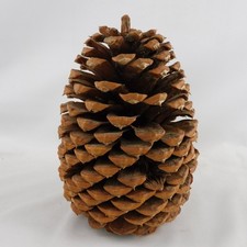 Large Fat Pinecone 6.5
