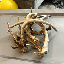 Whitetail deer antler shed bundle picture