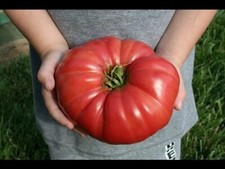 30 GIANT BELGIUM PINK TOMATO SEEDS ~ heirloomseedguy ~ 2026 ~ NON-GMO picture