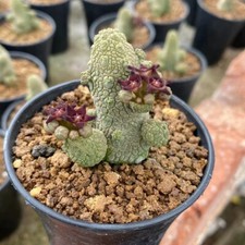 4-5CM Succulent Cactus Plant Pseudolithos Caput-Viperae（Multi-Heads）Apocynaceae. picture