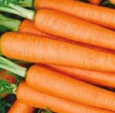 Tendersweet Carrot Seeds | NON-GMO Carrot Seeds | Fresh Heirloom Garden Seeds picture
