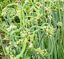 10Onion seeds Top Sets Egyptian Walking Onions Multiplier Tree Onion Perennial picture