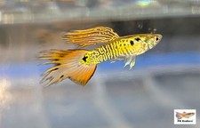 SUPER RARE PK Endlers YELLOW FIRE TIGER ENDLERS - CHOOSE OPTIONS picture