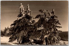 Winterwald Erzgebirge East Germany Snowy Trees Forest Scene RPPC Postcard picture