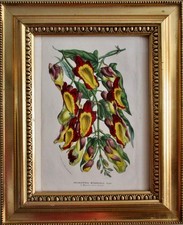 Antique French Hand-Colored LIthograph by Van Houtte - Framed Under Glass picture