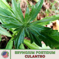500+ Culantro Seeds, Mexican Coriander, Ngò Gai, Recao, Chadon Beni, Genuine USA picture