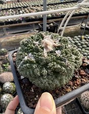 1pc Pot 10.5cm Ariocarpus Own-root Godzilla Ball picture