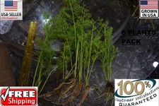 6 bunches water sprite plants Easy Aquarium aquascaping planted tank low light   picture