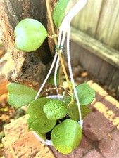 Hoya Kerrii long Full In 6” Pot picture