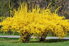 Weeping Forsythia Bush Seeds for Planting (50 Seeds) - Forsythia suspensa picture