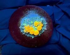 WYSIWYG WWC OG Bounce Mushroom picture