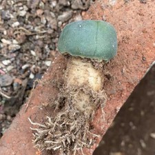 2.5-3cm Cactus Succulent Plant Home Garden Beautiful Flowering Plant picture