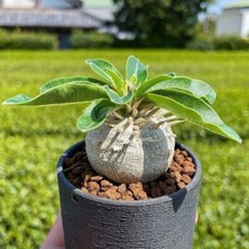 2PCS Pachypodium Densiflorum X Brevicaule RareSucculent Plant 3CM picture