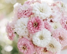 50 Ct. Blushing Bride Zinnia picture