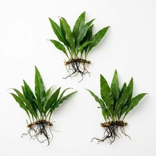 Java Fern Microsorum Pteropus 3 Pack Live Aquarium Plant Bare Root BOGO picture