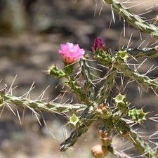 Candle Cholla Cactus (Cylindropuntia kleiniae) - COLD HARDY picture