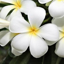 HAWAIIAN MIXED PLUMERIA FRANGIPANI PLANT CUTTINGS - FRAGRANT EASY TO GROW picture