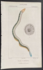 Turpin 1816 Antique hand-colored print: Sea lamprey, sea life, fish picture