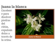 Juana La Blanca Planta Medicinal Deshidratada  picture
