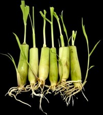 6 or 12 rooted Lemongrass starter picture