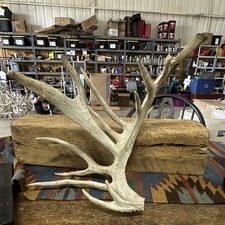 Very Nice Large Whitetail Antler 16 Points picture