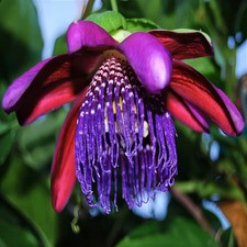 10 GIANT GRANADILLA SEEDS Passiflora quadrangularis Passionfruit Flower Plant  picture