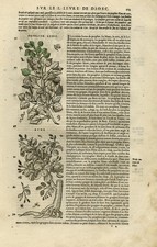 Antique Print-Botany-Poplar-Alder-Birch-Mattioli-p. 103-Anonymous-1572 picture