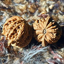 Vintage natural Chinese “Millstone” Wenwan Walnut Pair,lot of 2 picture