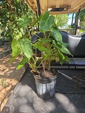 XL Philodendron Burle Marx Live Plant Green Leaf rooted multi grow picture
