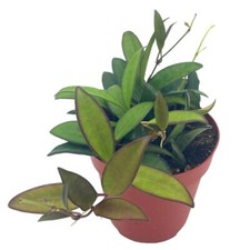 Hoya Rosita, 4 inch, Rare Hybrid of Hoya wayetii x tsangii picture