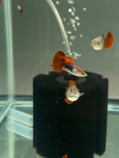High quality USA SELLER Trio of HB Red Rose guppies picture