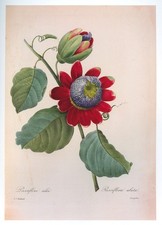 Vintage Redouté Print Red Passion Flower Fringed Botanical Floral Art picture