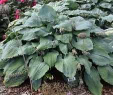 Shadowland Diamond Lake Hosta picture