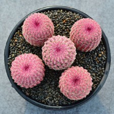 3PCS RareSucculent cactus Plants echinocereus rigidissimus home plant ownroot picture