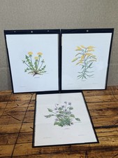 Vintage Wildflower Prints Nellie Meadows 1969 Fayette Park Print Lot of 3 picture