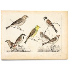 Antique Swedish Bird Print, 1856 | Åkerlund Yellowhammer & Sparrows Lithograph picture