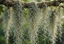 Freshest Live Spanish Moss 1 Gallon STUFFED Tillandsia picture