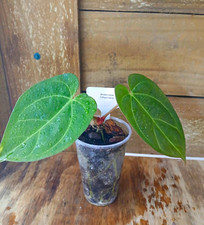 Anthurium  (Brielle x Zara) x (Pap x Carla)  Exact Tropical House plant  picture