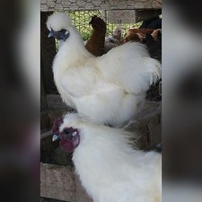 8 PURE WHITE SILKIE FERTILE HATCHING EGGS **Free UPS Ground Shipping picture