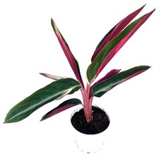 Stromanthe Sanguinea Triostar Live Potted Houspleants picture