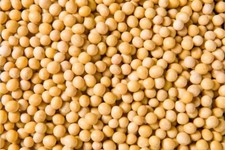 22 lbs Premium Non-GMO Soybeans (Newest Crop) picture