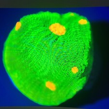 Corals of Eden ~ NON WYSIWYG Live Coral Frag ~  Space Invader Chalice ~ LPS picture