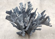 Natural Blue Ridge Coral Cluster (1 coral approx. 6.5-7.5+ inches) picture