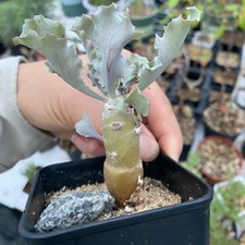 4-5cm Succulent Cactus Plant Othonna Cremnophila Asteraceae Home Garden Plant picture
