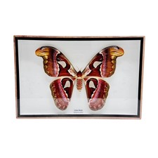 Real Taxidermy Butterfly - Atlas Moth picture