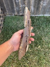 Tyrannosaur? Limb Bone Section Lance Formation WY Dinosaur Fossil T Rex picture