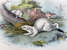 Antique chromolithograph of the Stoat in Winter Dress N256 1896 picture